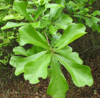 Quercus nigra