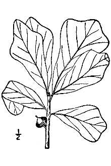 Quercus nigra