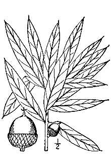 Quercus nigra