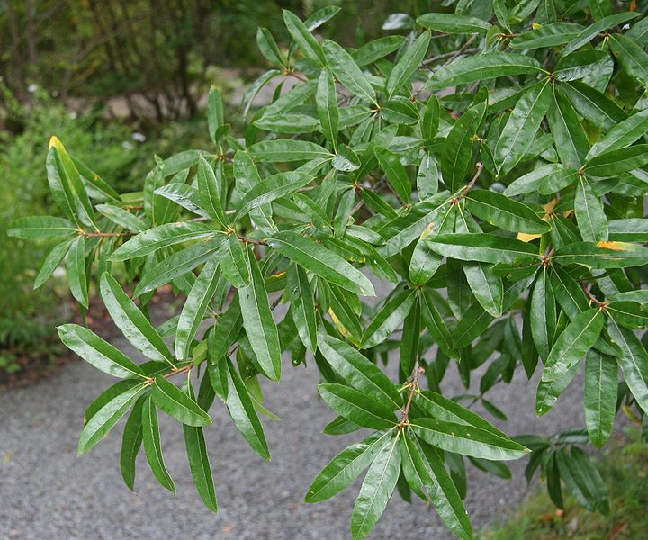 Quercus nigra