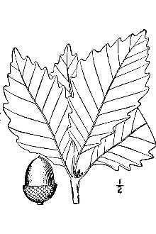 Quercus prinus