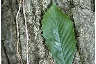 Quercus prinus
