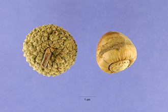 Quercus prinus