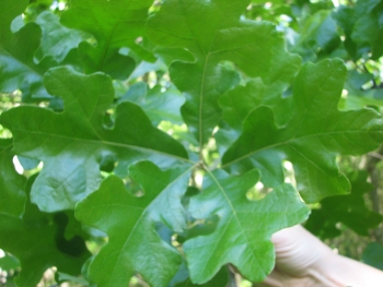 Quercus stellata