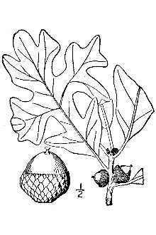 Quercus stellata