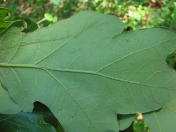 Quercus stellata