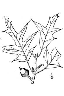 Quercus falcata