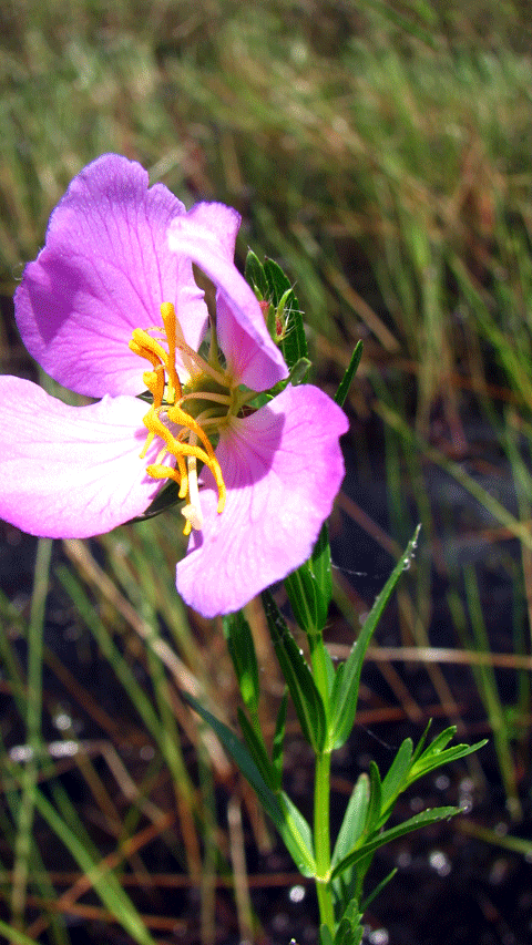 Rhexia aristosa