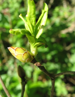 Rhododendron atlanticum 