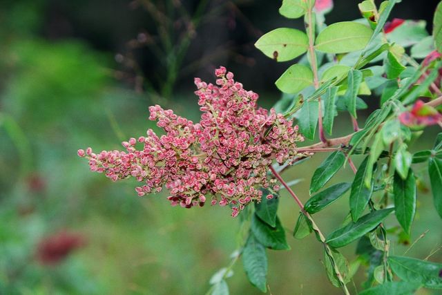 Rhus copallinum  