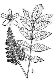 Rhus copallinum  