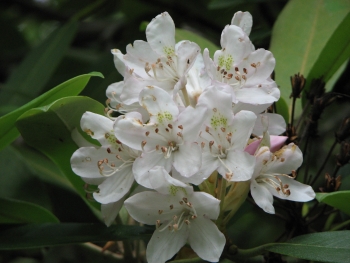 Rhexia mariana 