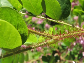 Robinia hispida 