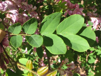 Robinia hispida 