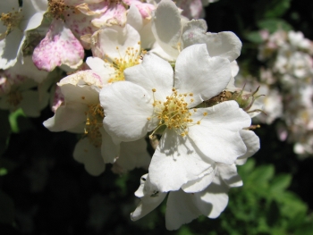 Rosa multiflora 