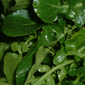 watercress