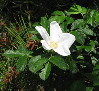 Rosa rugosa 