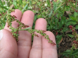 Rumex acetosella 