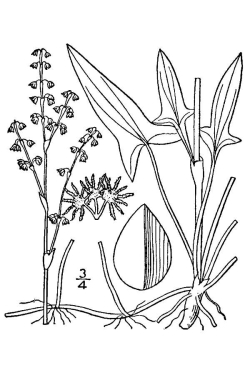 Rumex acetosella 