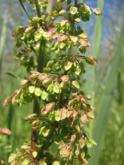 Rumex crispus 