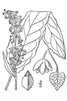 Rumex crispus 