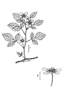 Rubus flagellaris 