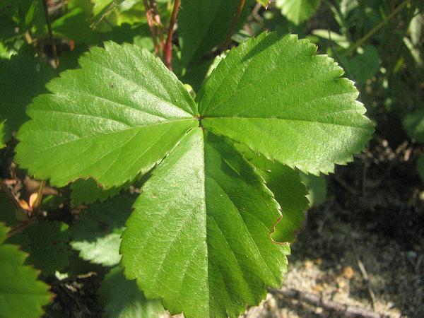 Rubus hispidus 