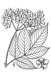 Sambucus nigraL. ssp. canadensis 