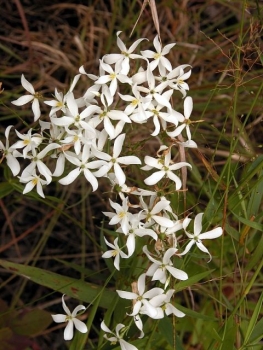 Sabatia difformis  