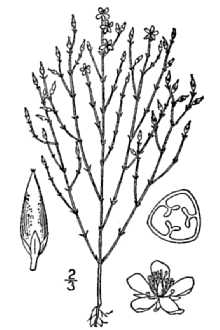Hypericum gentianoides