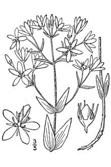 Sabatia difformis  