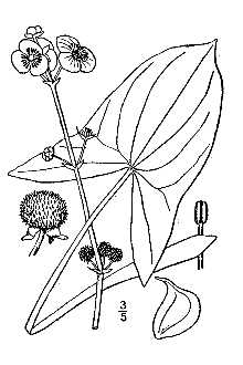 Sagittaria latifolia 