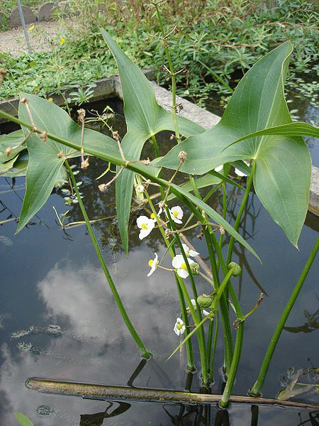 Sagittaria latifolia