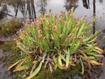 Sarracenia minor 