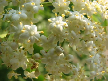 Sambucus nigra