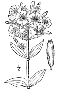 Saponaria officinalis 