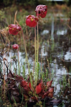 Sarracenia purpurea 