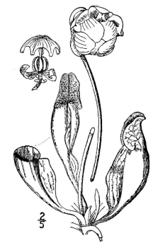 Sarracenia purpurea 
