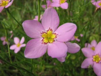 Sabatia stellaris