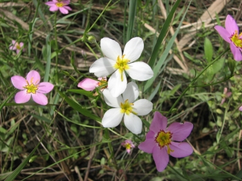 Sabatia stellaris