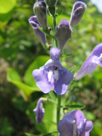 Scutellaria integrifolia