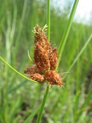 Schoenoplectus robustus 