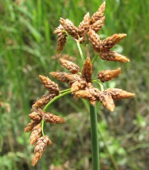 Schoenoplectus tabernaemontani 