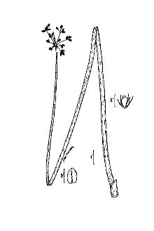 Schoenoplectus tabernaemontani 