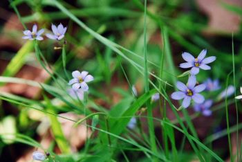 Sisyrinchium atlanticum 