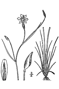 Sisyrinchium atlanticum 