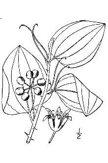 Smilax glauca 