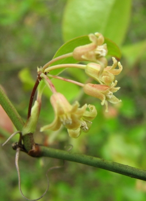 Smilax rotundifolia 