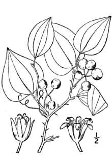 Smilax rotundifolia 