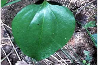 Smilax rotundifolia 